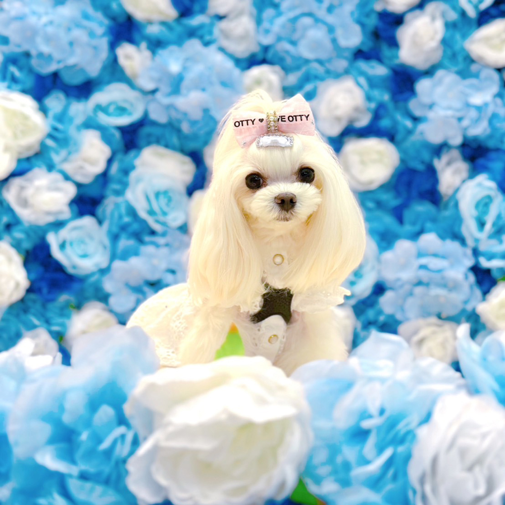 ☆卒業犬ふじちゃんの近況☆